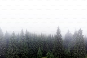 Air view of cloudy Carpathian Mountains