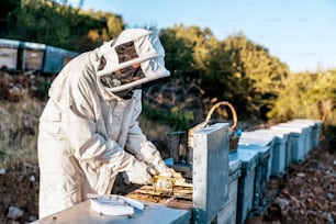 Beekeeper working collect honey. Beekeeping concept