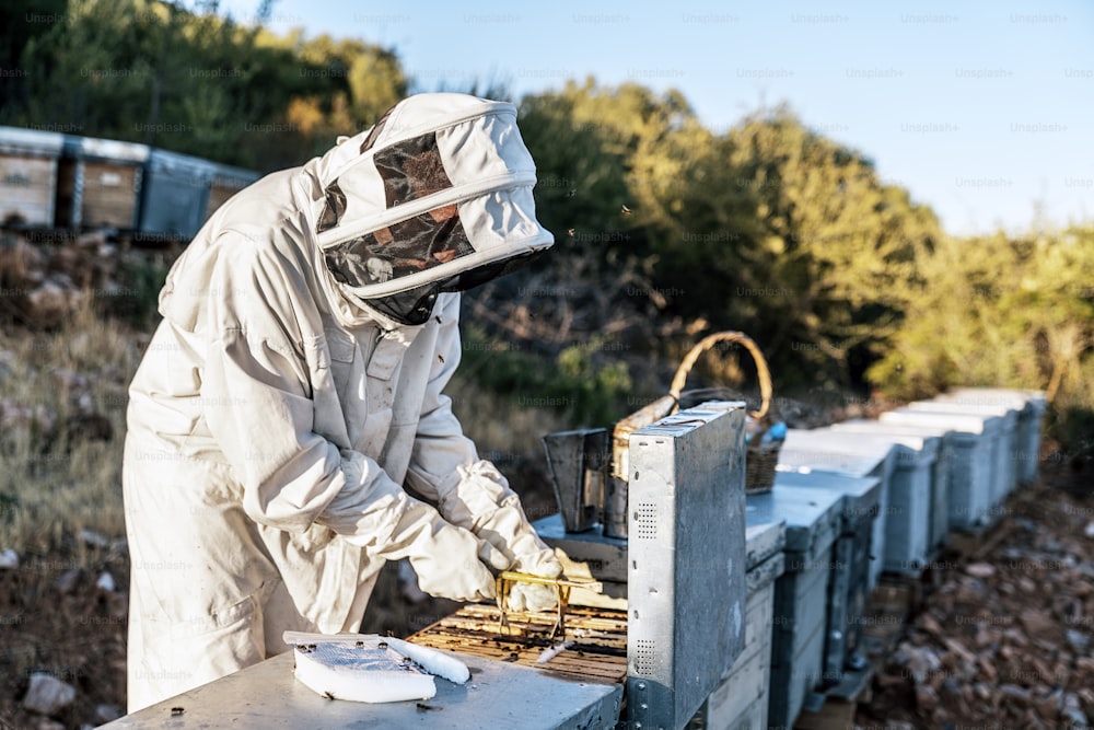 Beekeeper working collect honey. Beekeeping concept