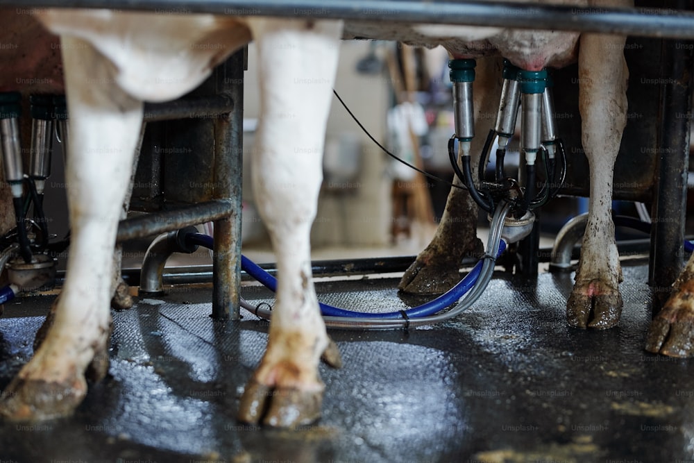 Legs of group of milk cows standing in shed and their udders with special milking equipment