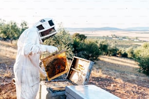 Beekeeper working collect honey. Beekeeping concept
