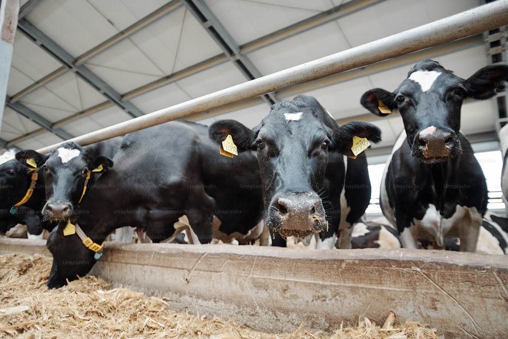 Row of several milk cows muzzles looking at you while standing by fence inside large livestock stable, one of them eating hay