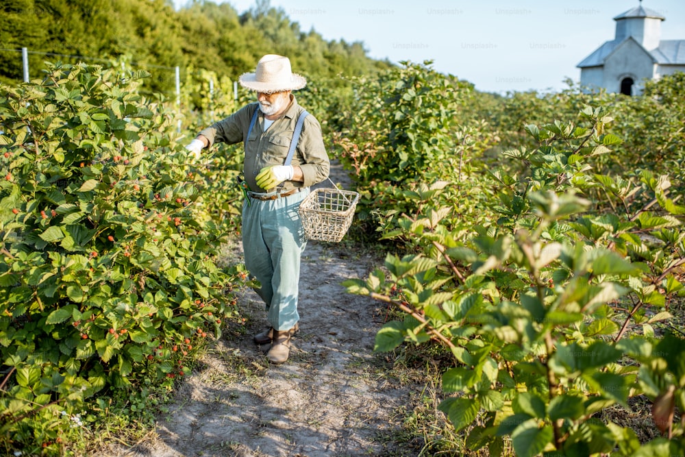 Senior well-dressed man as a gardener collecting blackberries on the beautiful plantation during the sunny evening. Concept of a small gardening and growing berries