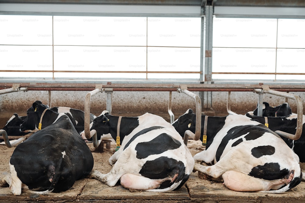 Duas fileiras de vacas leiteiras descansadas deitadas em estábulos depois de comer dentro de uma grande fazenda contemporânea ou fazenda leiteira