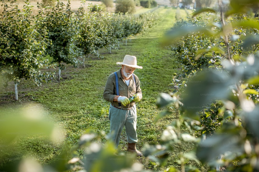 Jardinero mayor en el huerto de manzanas, vista del paisaje desde arriba. Concepto de fruticultura en la edad de jubilación