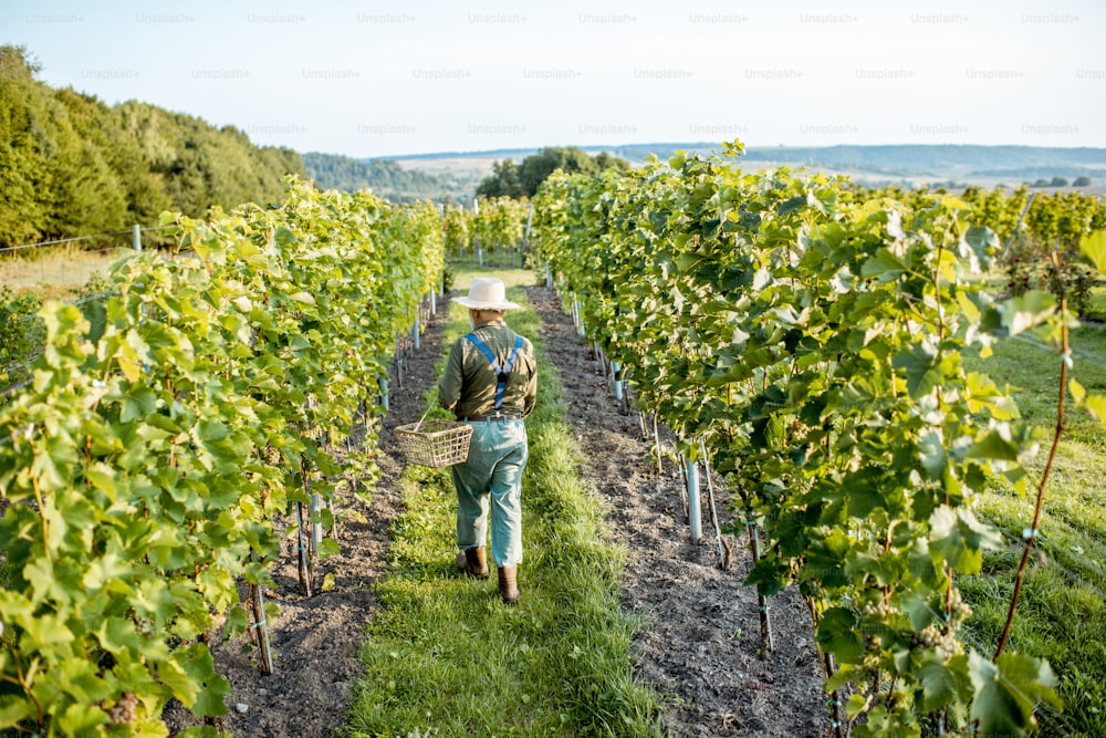 Senior well-dressed winemaker walking on the vineyard, checking the ripeness of the white grapes on a sunny morning