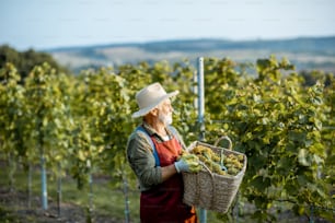 Enólogo senior bien vestido caminando con una canasta llena de uvas de vino recién recogidas, cosechando en el viñedo durante una noche soleada