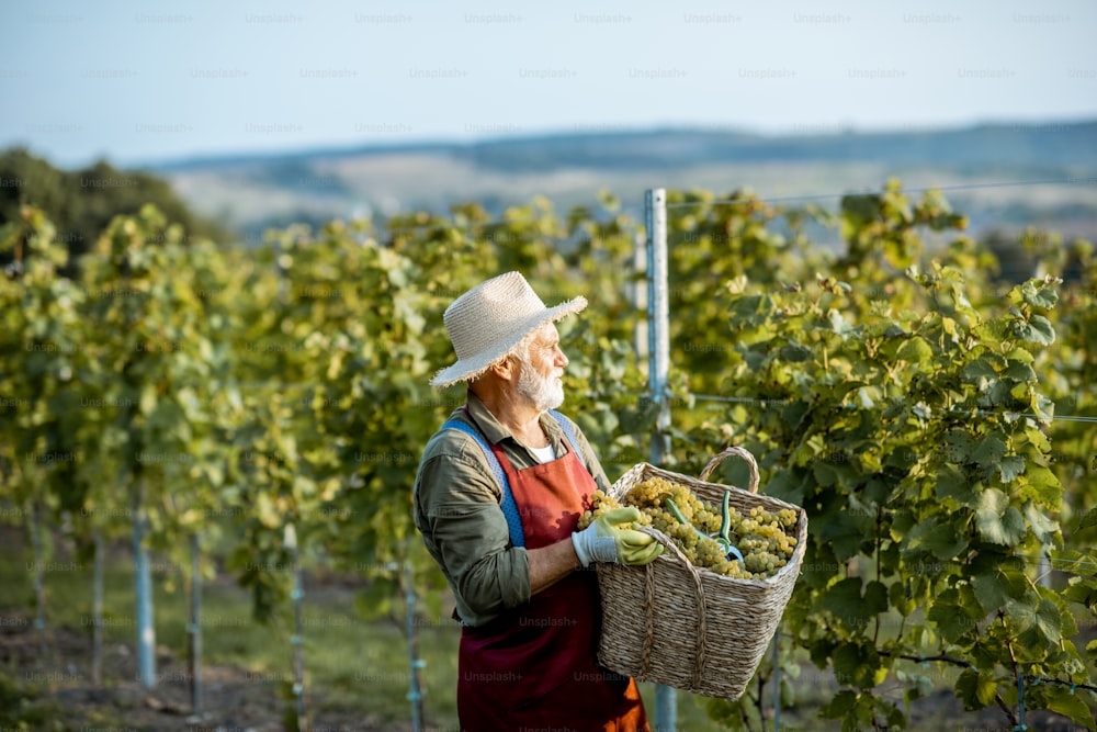 晴れた夜にブドウ畑で収穫し、摘みたてのワイン用ブドウでいっぱいのバスケットを持って歩く年配の身なりの良いワインメーカー