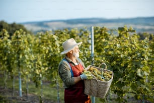 Senior well-dressed winemaker walking with basket full of freshly picked up wine grapes, harvesting on the vineyard during a sunny evening