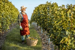 Senior well-dressed winemaker standing with basket full of freshly picked up wine grapes, harvesting on the vineyard during a sunny evening