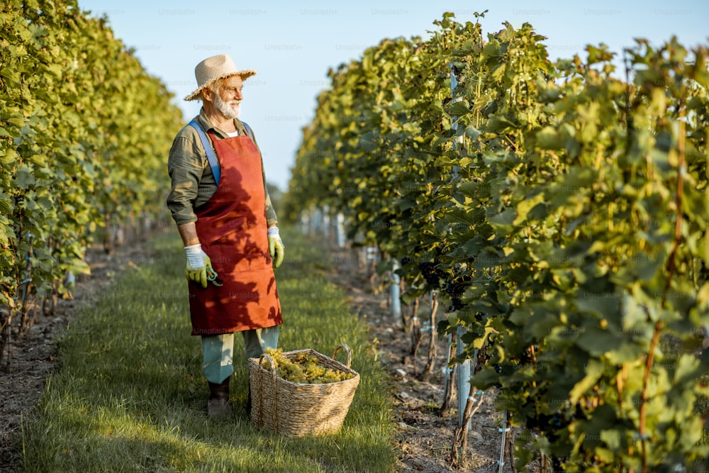 Senior well-dressed winemaker standing with basket full of freshly picked up wine grapes, harvesting on the vineyard during a sunny evening