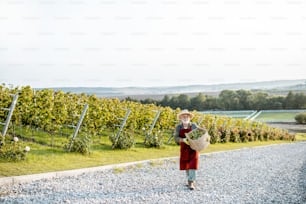 Enólogo sênior bem vestido caminhando com cesta cheia de uvas de vinho recém-colhidas, vista para a paisagem com espaço de cópia