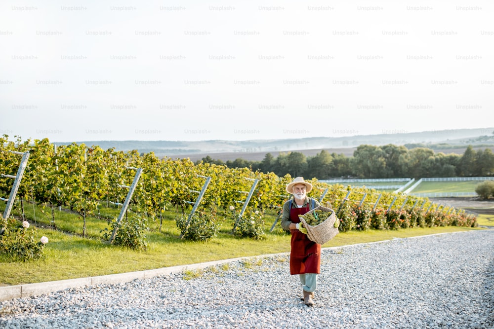 Enólogo senior bien vestido caminando con una canasta llena de uvas de vino recién recogidas, vista del paisaje con espacio de copia