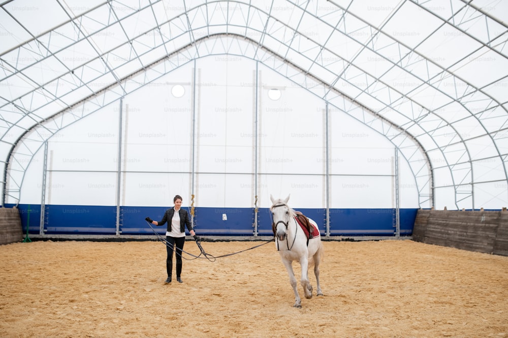 Young sportswoman holding bridles of white racehorse moving round sandy arena during training