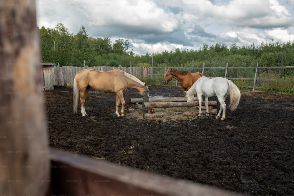 Small group of domestic horses of various colors eating in rural environment with forest on background and clouds above