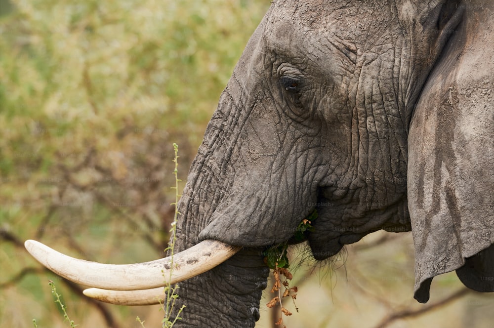 Gros plan d’un éléphant d’Afrique (Loxodonta africana) photographié de profil en train de manger.