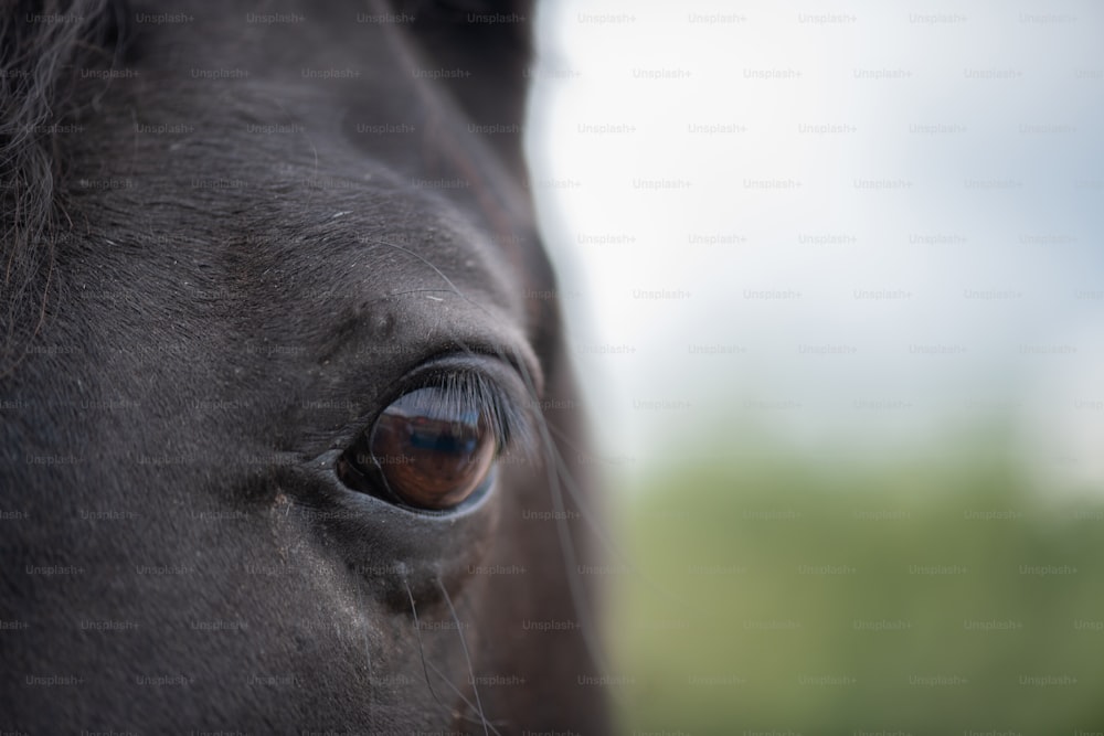Occhio marrone sinistro con ciglia e capelli corti intorno alla cavalla nera o al cavallo da corsa nell'ambiente naturale
