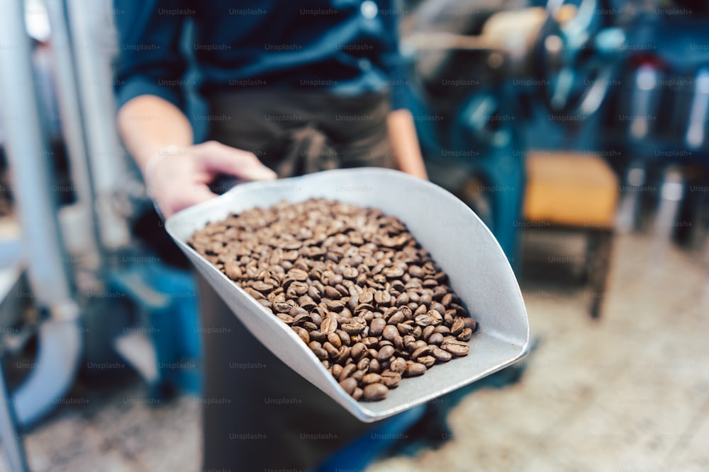 Barista woman with a sample of freshly roasted coffee beans in a little shovel