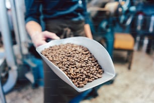 Barista woman with a sample of freshly roasted coffee beans in a little shovel