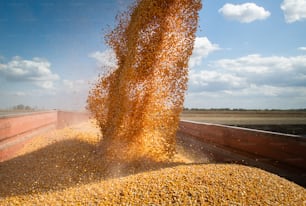 La mietitrebbia versa semi di mais e mais.