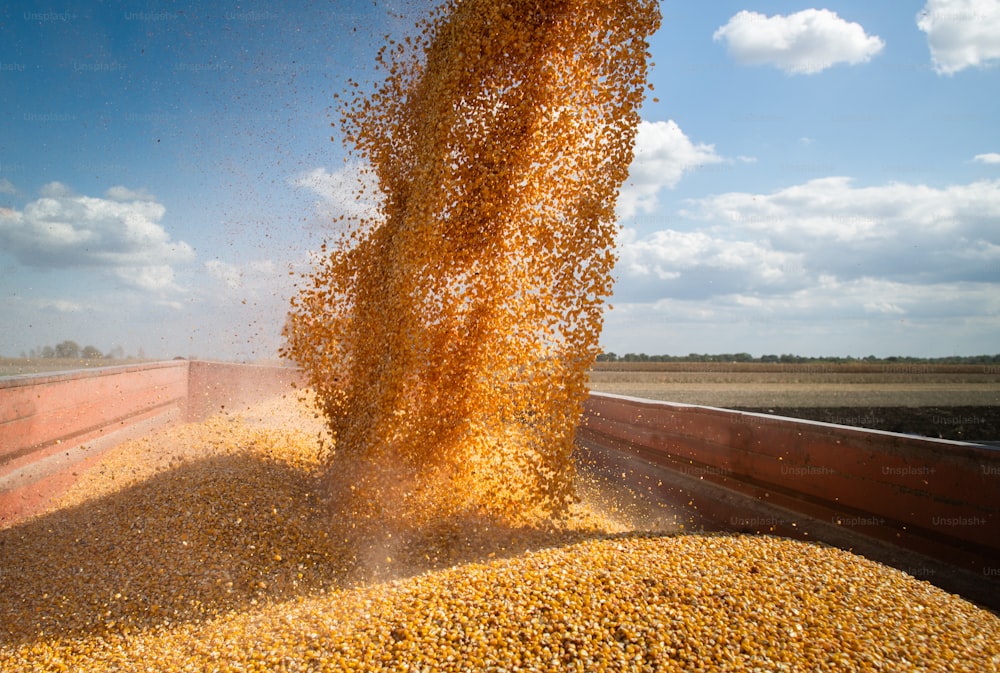 Combine harvester pours corn maize seeds.