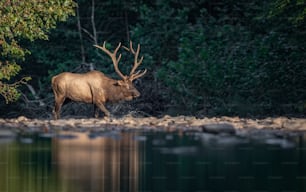 An elk in Pennsylvania