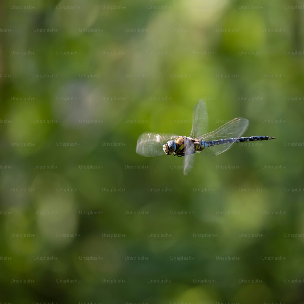 아름다운 황제 잠자리 아낙스 임페라토르 곤충이 흐릿한 날개를 가지고 날아가고 있다