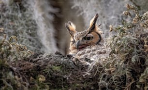 A great horned owl in Florida
