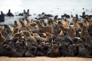 Grande colónia de peles de lobos-marinhos-do-cabo (Arctocephalus pusillus) na cruz do Cabo na Namíbia