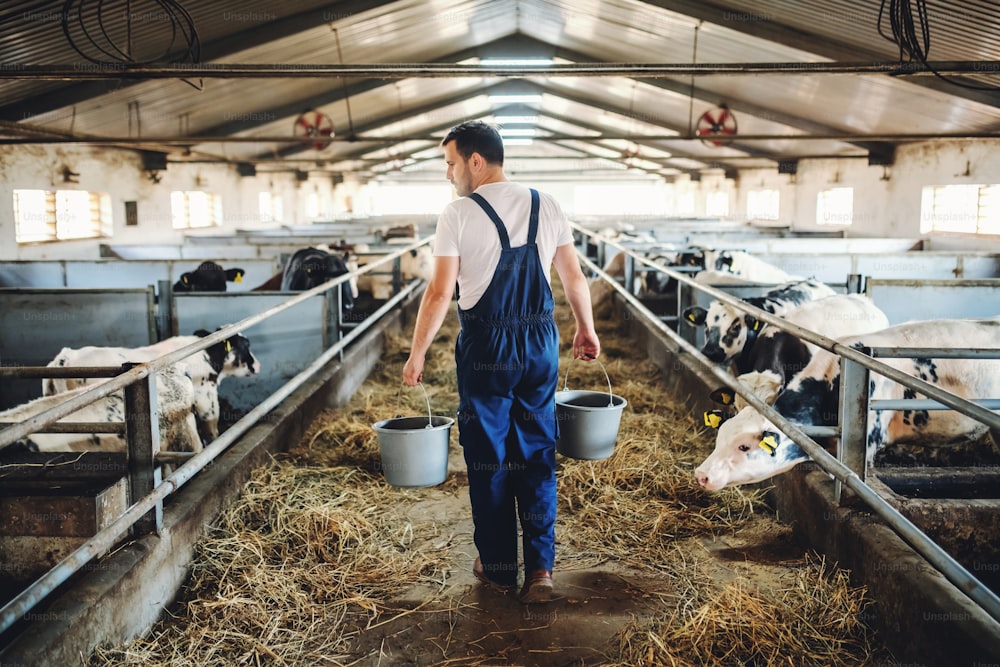 Rear view of handsome caucasian farmer in overall holding buckets in hands with animal food. Stable interior.