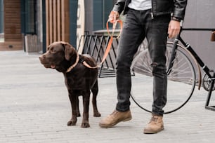 가죽 끈에 귀여운 순종 개와 캐주얼웨어에 그의 주인은 도시에서 추운 동안 트로투아르에 서있다.