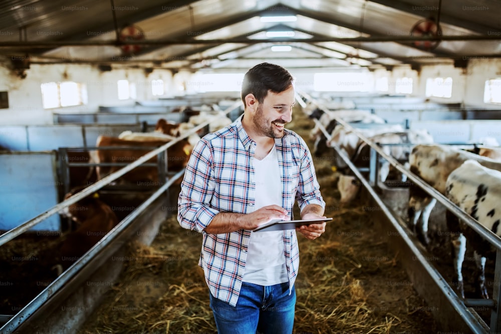 Handsome caucasian farmer in plaid shirt and jeans using tablet and looking at calves while standing in stable.