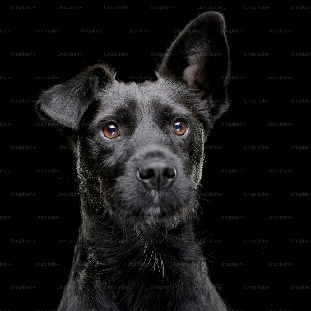 Retrato de un adorable perro mestizo, aislado sobre fondo negro.
