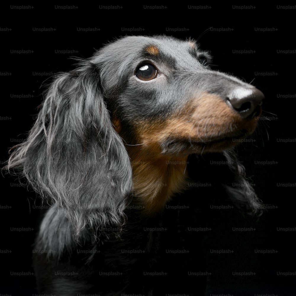 Retrato de un adorable perro salchicha - foto de estudio, aislado en negro.