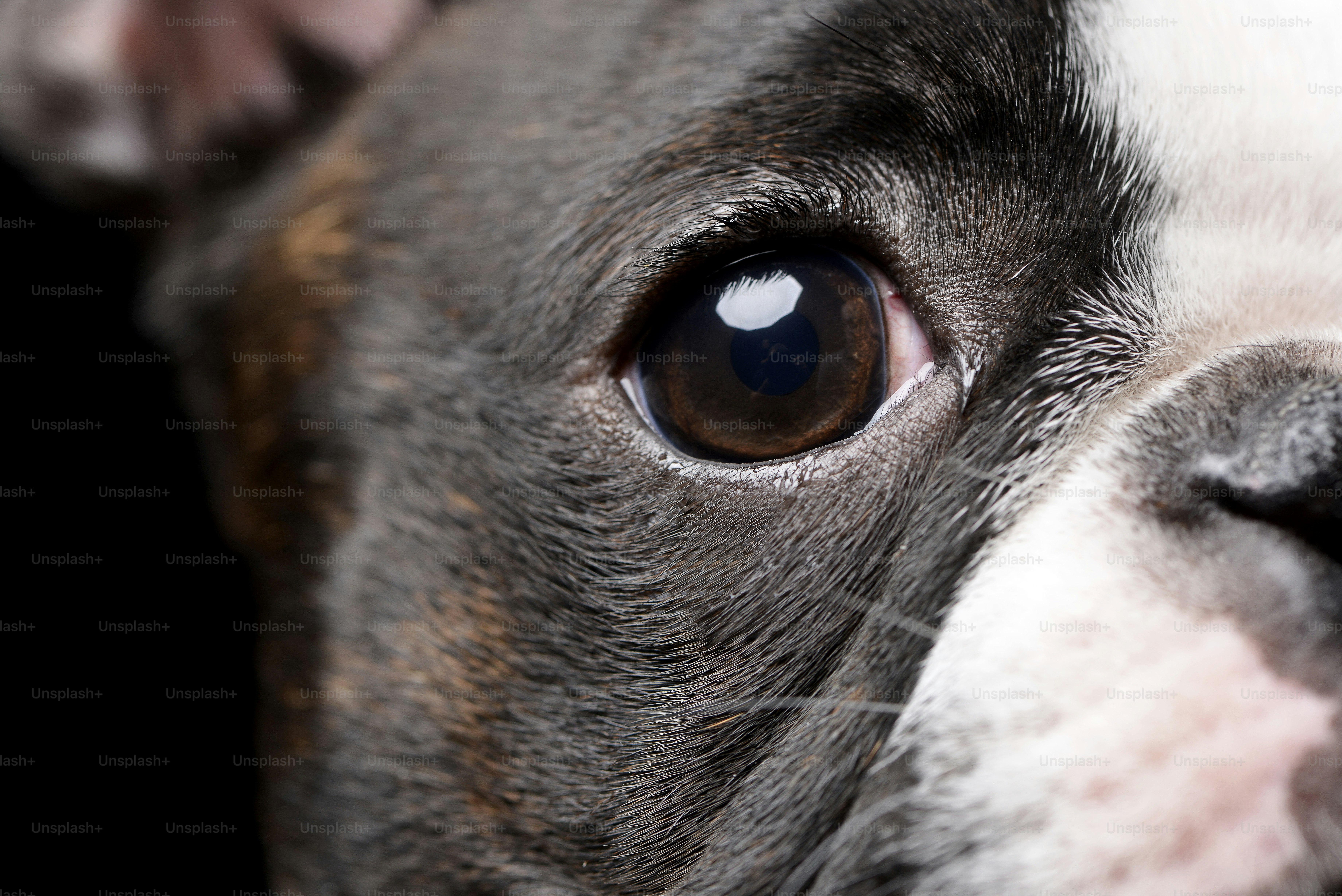 Imágenes de Terrier De Boston | Descarga imágenes gratuitas en Unsplash, image size:3000x2002