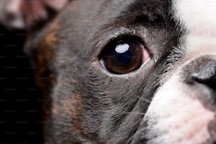 Porträt eines bemerkenswerten Boston Terriers - Studioaufnahme, isoliert auf Schwarz.