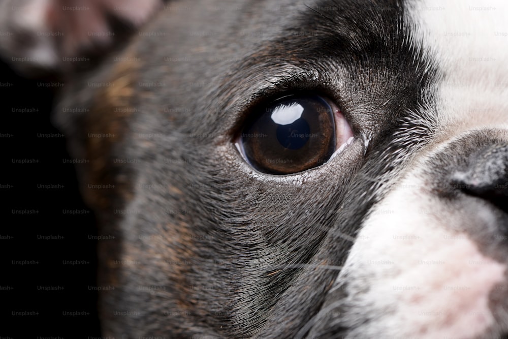 Porträt eines bemerkenswerten Boston Terriers - Studioaufnahme, isoliert auf Schwarz.
