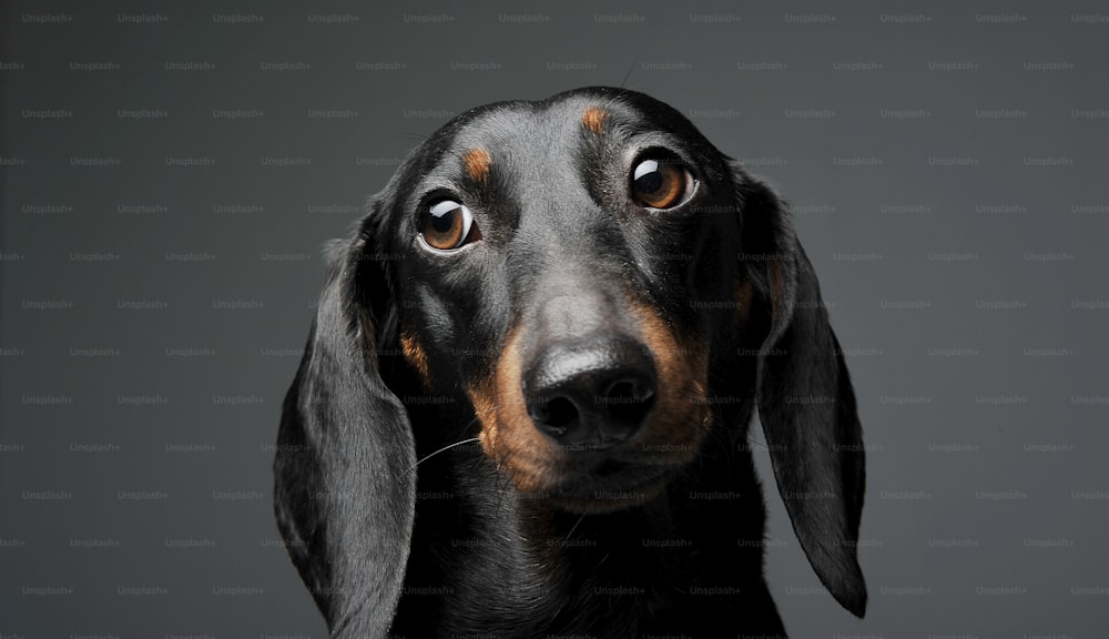 Portrait of an adorable black and tan short haired Dachshund looking sadly - studio shot, isolated on grey background.
