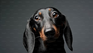 Portrait of an adorable black and tan short haired Dachshund looking sadly - studio shot, isolated on grey background.