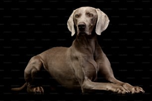 Studio shot of an adorable Weimaraner lying on black background.