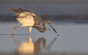 Tricolored Heron in Northern Florida