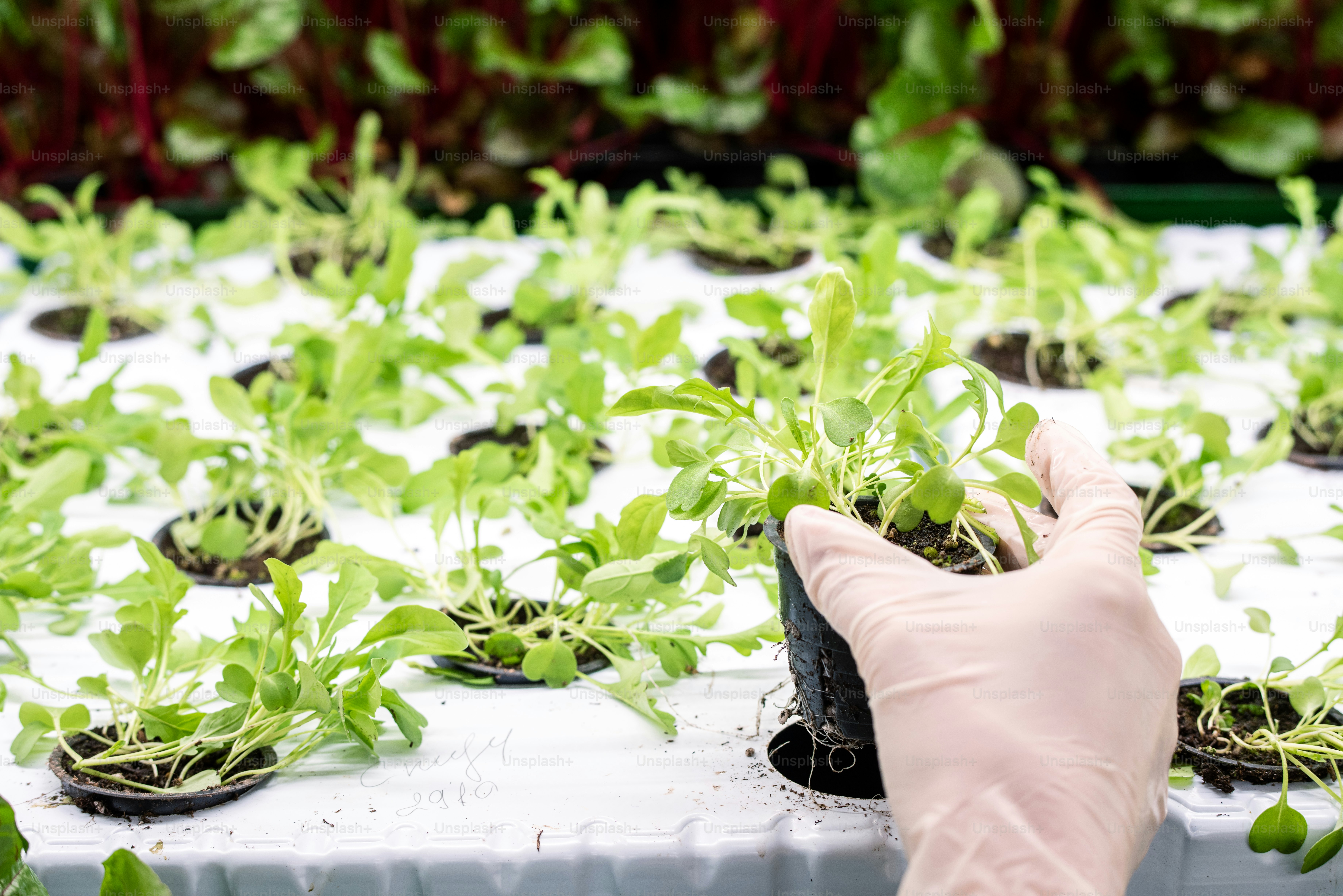 Gloved hands of greenhouse worker holding small black plastic pot with green seedlings while putting it back to cell