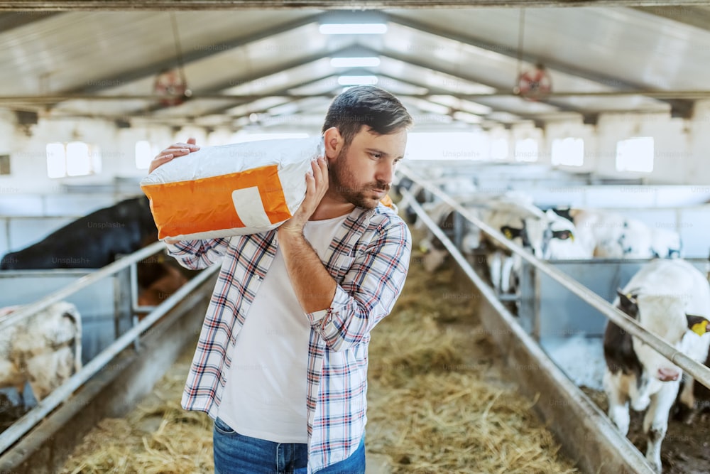Handsome caucasian farmer in plaid shirt and jeans carrying sack with animal food over shoulder while walking in stable.
