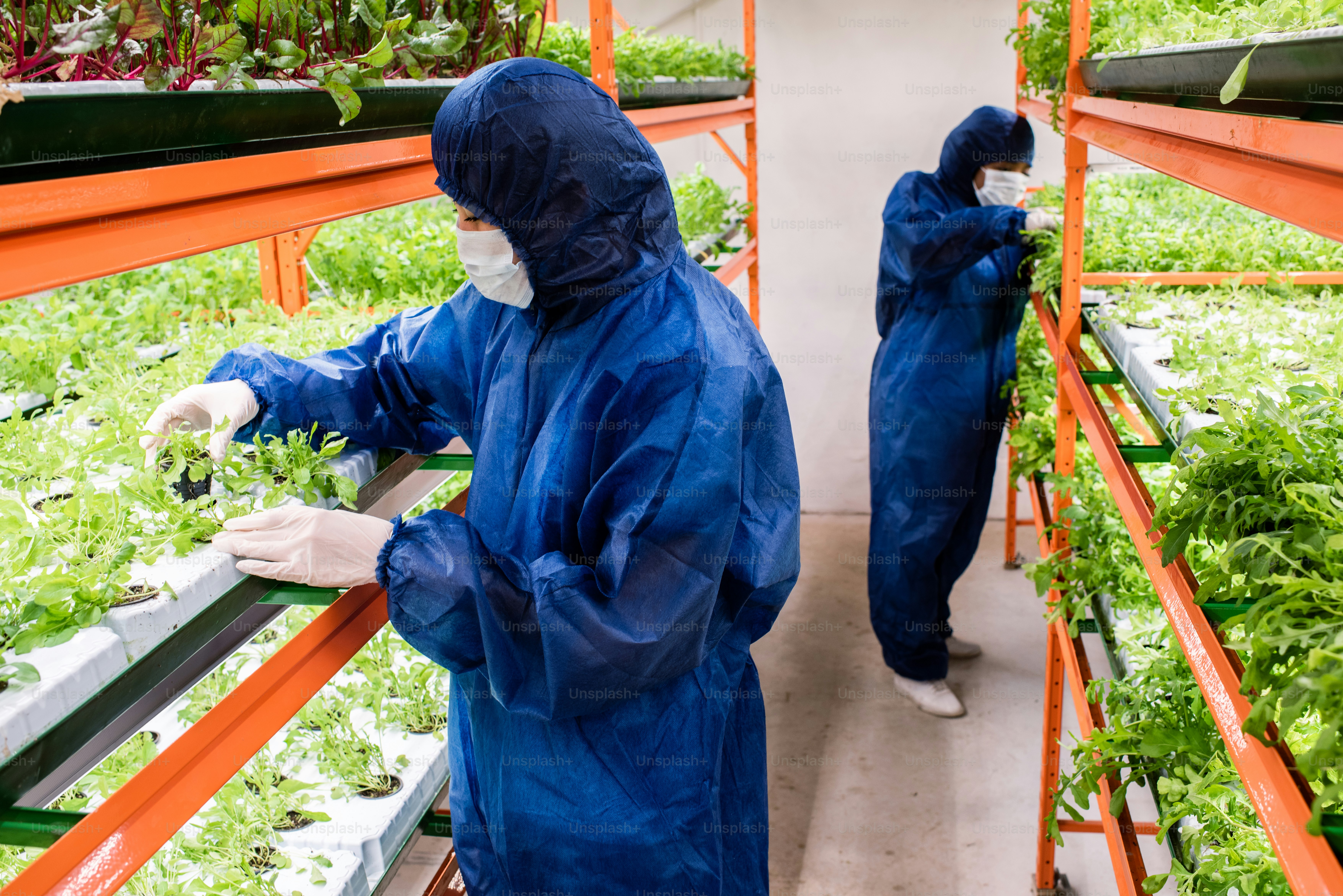 The Complete Guide to Perpetual Harvest: Never Run Out Again