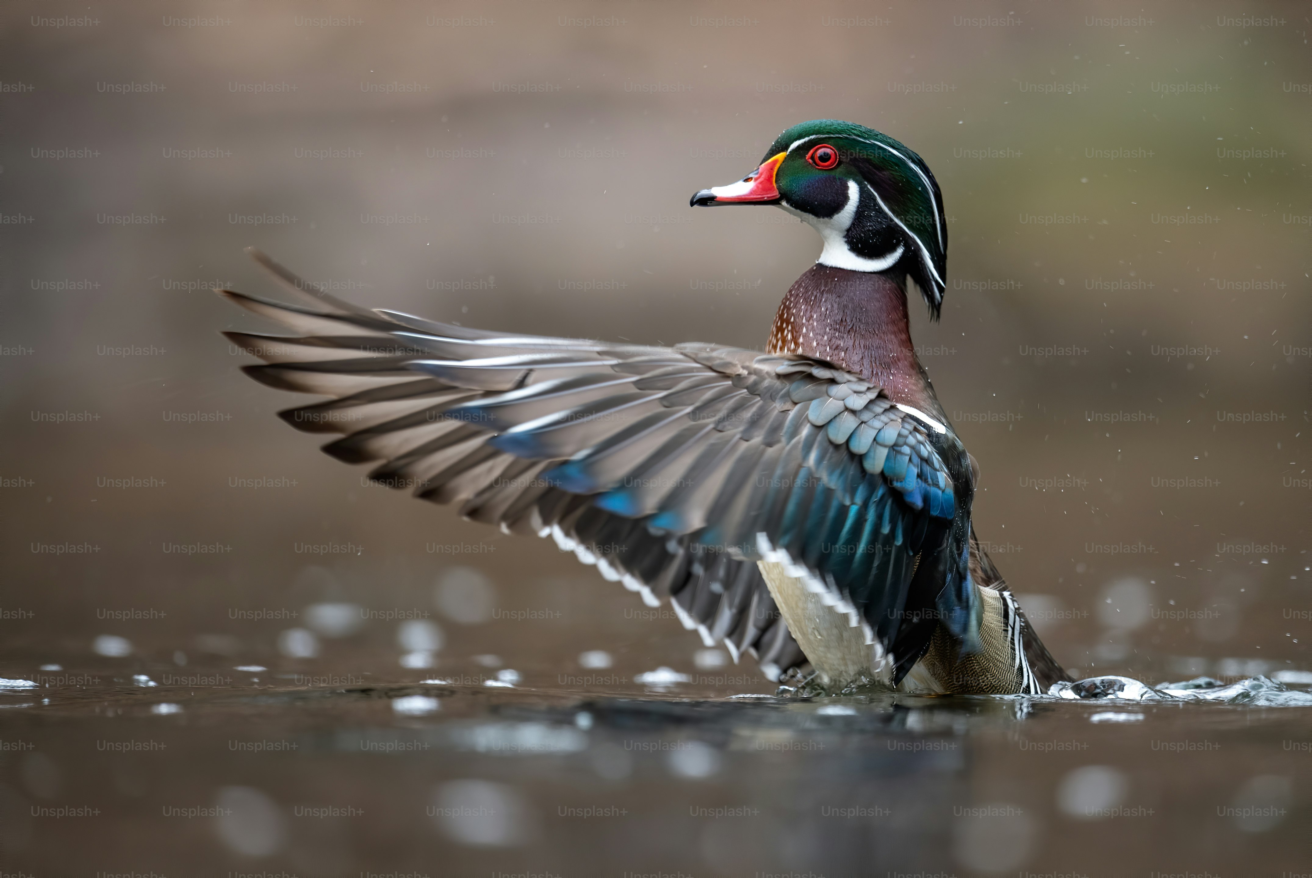 A male wood duck in a Pennsylvania stream.