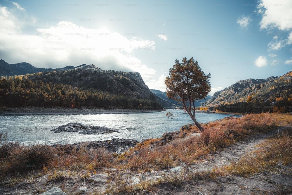 Eine Weitwinkel-Herbstaufnahme einer einzelnen Kiefer am felsigen Flussufer mit einem Tal, Hügeln mit Nadelwald in der Ferne, einheimischen Gräsern im Vordergrund, Altai-Gebirge, Russland