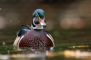 A male wood duck in a Pennsylvania stream.