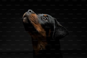 Retrato de um adorável filhote de cachorro Rottweiler olhando para cima curiosamente - isolado no fundo preto.