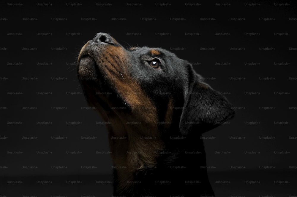 好奇心旺盛に見上げる愛らしいロットワイラーの子犬の肖像画 - 黒い背景に隔離。