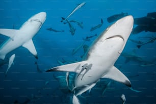 Un couple de requins en Afrique du Sud